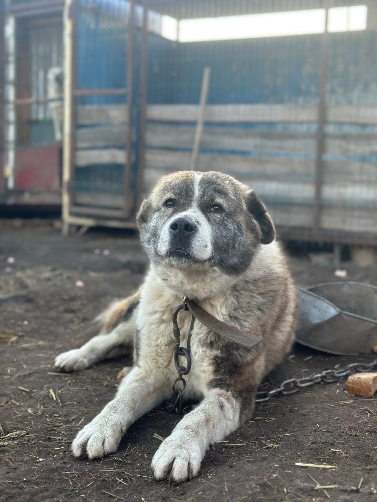 Костанайский приют бездомных животных нуждается в корме